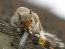 Click image for larger version. 

Name:	Squirrel_watching.jpg 
Views:	152 
Size:	372.0 KB 
ID:	774