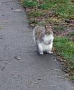 Click image for larger version. 

Name:	grey-squirrel-web.jpg 
Views:	183 
Size:	192.3 KB 
ID:	7741