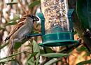 Click image for larger version. 

Name:	House-Sparrow.jpg 
Views:	157 
Size:	466.4 KB 
ID:	7750