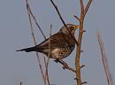 Click image for larger version. 

Name:	fieldfare_PC280916.jpg 
Views:	227 
Size:	106.6 KB 
ID:	7775