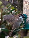 Click image for larger version. 

Name:	Sparrow-in-a-Flap.jpg 
Views:	171 
Size:	212.6 KB 
ID:	7823
