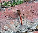 Click image for larger version. 

Name:	DSC_0021_314496 Common darter.jpg 
Views:	165 
Size:	203.3 KB 
ID:	793