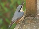 Click image for larger version. 

Name:	nuthatch_filtered.jpg 
Views:	172 
Size:	42.9 KB 
ID:	80