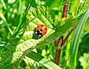Click image for larger version. 

Name:	7 spotLadybird.jpg 
Views:	346 
Size:	143.2 KB 
ID:	800