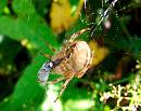 Click image for larger version. 

Name:	Common Orb - Weaver.jpg 
Views:	314 
Size:	107.0 KB 
ID:	802