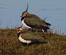 Click image for larger version. 

Name:	lapwing_5_P1191444.jpg 
Views:	646 
Size:	357.9 KB 
ID:	8046