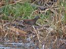 Click image for larger version. 

Name:	water_rail_P1221924.jpg 
Views:	149 
Size:	84.3 KB 
ID:	8069