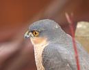 Click image for larger version. 

Name:	sparrowhawk_4_P2042131.jpg 
Views:	195 
Size:	98.5 KB 
ID:	8186
