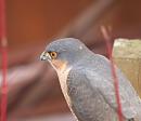 Click image for larger version. 

Name:	sparrowhawk_3_P2042120.jpg 
Views:	196 
Size:	134.7 KB 
ID:	8187