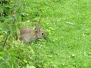 Click image for larger version. 

Name:	Baby Rabbit - 4661 - SHRUNK.jpg 
Views:	160 
Size:	197.7 KB 
ID:	820