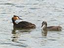 Click image for larger version. 

Name:	crestedgrebe3_filtered.jpg 
Views:	266 
Size:	262.2 KB 
ID:	830