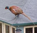 Click image for larger version. 

Name:	6 Wondering how to get to the feeder.....jpg 
Views:	179 
Size:	196.6 KB 
ID:	8320