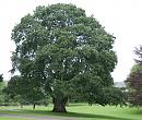 Click image for larger version. 

Name:	Oak tree.jpg 
Views:	187 
Size:	178.9 KB 
ID:	8377