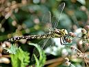 Click image for larger version. 

Name:	Migrant Hawker.jpg 
Views:	193 
Size:	109.8 KB 
ID:	843