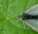 Click image for larger version. 

Name:	Small White Female Butterfly 4327 - SHRUNK.jpg 
Views:	266 
Size:	233.9 KB 
ID:	854