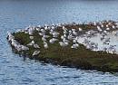 Click image for larger version. 

Name:	gull_city_P3022674.jpg 
Views:	418 
Size:	367.9 KB 
ID:	8548