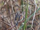 Click image for larger version. 

Name:	reed_bunting_P3022701.jpg 
Views:	195 
Size:	95.3 KB 
ID:	8563
