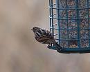Click image for larger version. 

Name:	reed_bunting_P3022708.jpg 
Views:	190 
Size:	120.5 KB 
ID:	8564