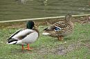 Click image for larger version. 

Name:	Mallard Drake and Duck.jpg 
Views:	519 
Size:	174.0 KB 
ID:	8619