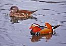 Click image for larger version. 

Name:	Mandarin Ducks.jpg 
Views:	177 
Size:	36.2 KB 
ID:	8639