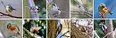 Click image for larger version. 

Name:	Bird Montage.jpg 
Views:	354 
Size:	166.2 KB 
ID:	8661