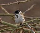 Click image for larger version. 

Name:	reed_bunting_male_P3153209.jpg 
Views:	223 
Size:	262.1 KB 
ID:	8691