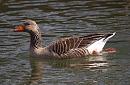 Click image for larger version. 

Name:	greylag_P3163378.jpg 
Views:	453 
Size:	292.1 KB 
ID:	8721