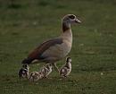 Click image for larger version. 

Name:	Egyptian_goslings_P3243712.jpg 
Views:	225 
Size:	145.7 KB 
ID:	8798