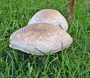 Click image for larger version. 

Name:	Yellow Stainer - Agaricus xanthodermus.jpg 
Views:	184 
Size:	142.6 KB 
ID:	885