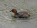 Click image for larger version. 

Name:	littlegrebe1.jpg 
Views:	203 
Size:	412.6 KB 
ID:	891