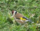 Click image for larger version. 

Name:	4680 - Goldfinch Carduelis carduelis.jpg 
Views:	337 
Size:	313.0 KB 
ID:	8993