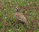 Click image for larger version. 

Name:	red_legged_partridge_P4154470.jpg 
Views:	837 
Size:	284.0 KB 
ID:	9110