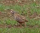 Click image for larger version. 

Name:	red_legged_partridge_P4154497.jpg 
Views:	3179 
Size:	297.4 KB 
ID:	9111
