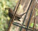 Click image for larger version. 

Name:	4774 - Female Blackbird.jpg 
Views:	191 
Size:	252.0 KB 
ID:	9124