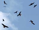Click image for larger version. 

Name:	5064 - Red Kite Montage - SHRUNK.jpg 
Views:	149 
Size:	235.5 KB 
ID:	9239