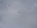 Click image for larger version. 

Name:	kites.JPG 
Views:	169 
Size:	40.8 KB 
ID:	9273