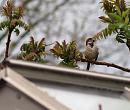 Click image for larger version. 

Name:	5448 - male_House_Sparrow_Passer_domesticus.jpg 
Views:	114 
Size:	263.3 KB 
ID:	9345