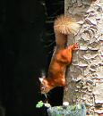Click image for larger version. 

Name:	Red Squirrel 1.jpg 
Views:	176 
Size:	147.1 KB 
ID:	941