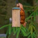 Click image for larger version. 

Name:	Red Squirrel 3.jpg 
Views:	174 
Size:	147.5 KB 
ID:	943