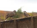Click image for larger version. 

Name:	6007 - Starling Sparrow 3.jpg 
Views:	154 
Size:	258.7 KB 
ID:	9483