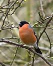 Click image for larger version. 

Name:	Bullfinch.jpg 
Views:	188 
Size:	351.9 KB 
ID:	949
