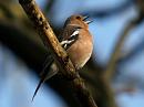 Click image for larger version. 

Name:	chaffinch_singing1_filtered.jpg 
Views:	417 
Size:	193.2 KB 
ID:	95