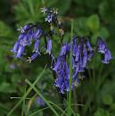 Click image for larger version. 

Name:	bluebells_P5025473.jpg 
Views:	253 
Size:	176.5 KB 
ID:	9509