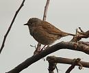Click image for larger version. 

Name:	dunnock_P5066014.jpg 
Views:	164 
Size:	189.0 KB 
ID:	9526
