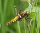 Click image for larger version. 

Name:	broad_bodied_chaser_P5076254.jpg 
Views:	119 
Size:	247.4 KB 
ID:	9549