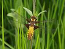 Click image for larger version. 

Name:	broad_bodied_chaser_P5076267.jpg 
Views:	125 
Size:	120.0 KB 
ID:	9550