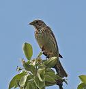 Click image for larger version. 

Name:	corn_bunting_P5076244.jpg 
Views:	228 
Size:	137.8 KB 
ID:	9552