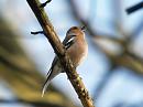 Click image for larger version. 

Name:	chaffinch_singing_filtered.jpg 
Views:	294 
Size:	177.0 KB 
ID:	96