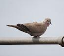 Click image for larger version. 

Name:	Collared dove DSC_0040.jpg 
Views:	165 
Size:	133.4 KB 
ID:	9613
