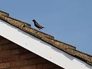 Click image for larger version. 

Name:	6286 - Starling Sturnus_Vulgaris 2.jpg 
Views:	156 
Size:	298.4 KB 
ID:	9626